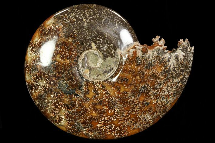Polished, Agatized Ammonite (Cleoniceras) - Madagascar #78345